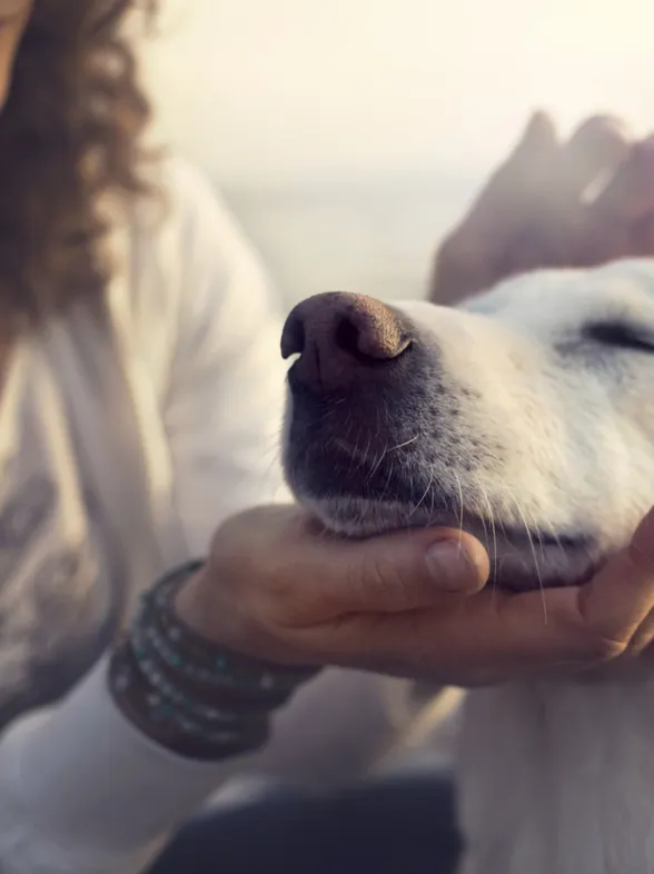 10 motivos por los que debes adoptar un perro este verano