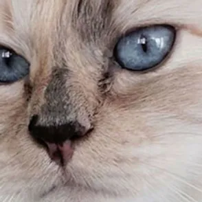 Choupette Lagerfeld, la gata que vive entre aviones privados y champán