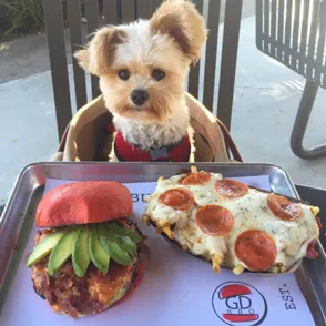 Un adorable cachorro foodie revoluciona Instagram, ¡mira sus fotos!
