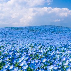 Parque Hitachi Seaside: flores coloridas formam belas paisagens no Japão