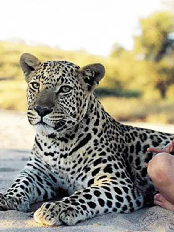 La auténtica niña de la selva: así creció entre animales salvajes