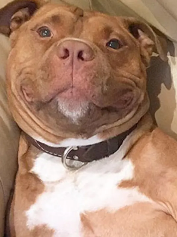 Descubre a Meaty, el adorable cachorro que no puede dejar de sonreír