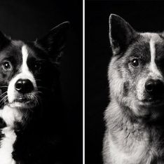 Antes y después: 20 imágenes que reflejan el paso de los años en los perros