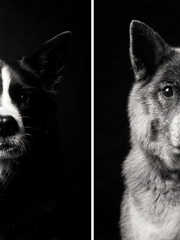 Antes y después: 20 imágenes que reflejan el paso de los años en los perros