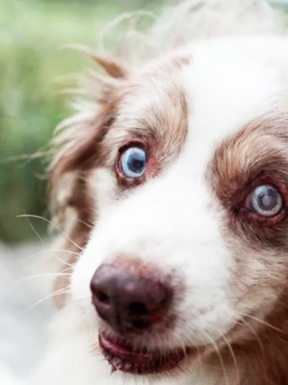 Emocionantes fotografías para homenajear la vida de perros ancianos
