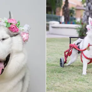 ¡Esta perrita en silla de ruedas es el ejemplo de superación más tierno que verás!