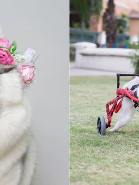 ¡Esta perrita en silla de ruedas es el ejemplo de superación más tierno que verás!