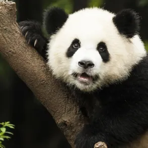 ¡Bendita naturaleza! Los 20 animales más bonitos del mundo