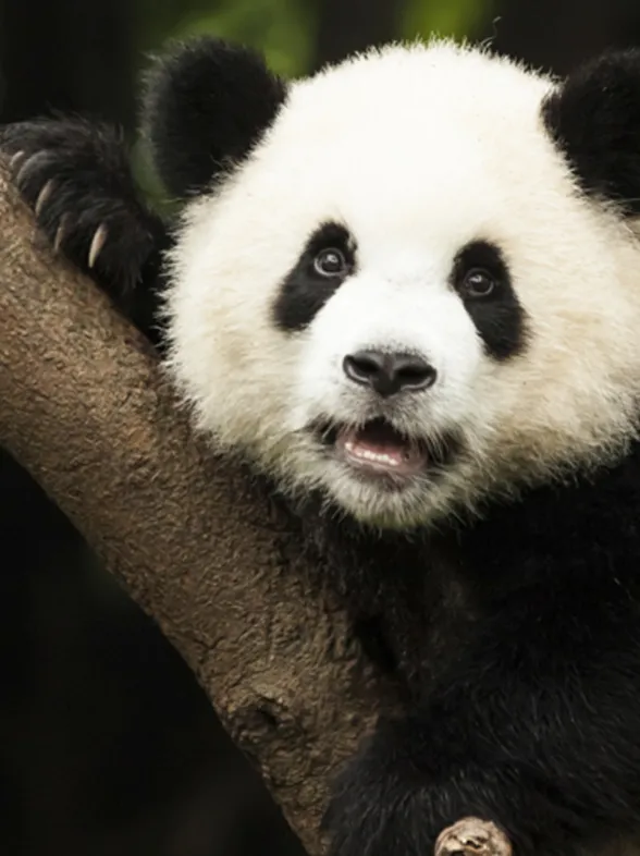 ¡Bendita naturaleza! Los 20 animales más bonitos del mundo