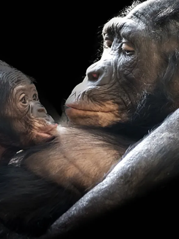 Amor de madre: 16 adorables pequeños junto a sus mamás