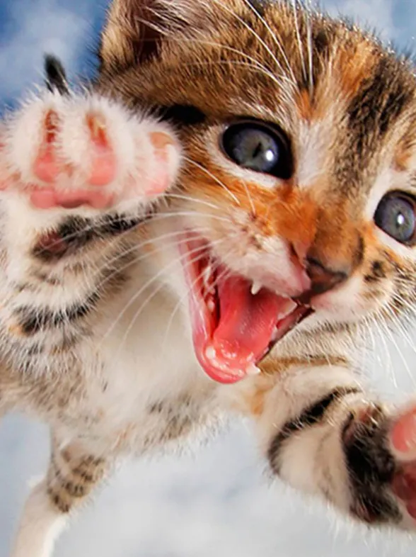 Bebes de gatos saltando: La última y tiernísima moda viral