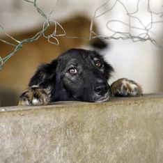 En Corée du Sud, le plus grand marché de viande de chien ferme enfin
