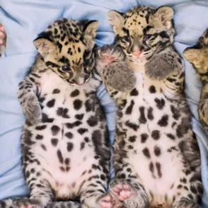 #CuteAnimalTweetOff, la 'batalla' de los zoos para descubrir al animal más adorable