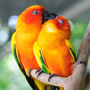 ¡Bésame mucho! 20 animales que muestran su amor comiéndose a besos
