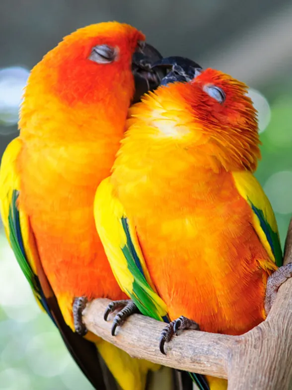 ¡Bésame mucho! 20 animales que muestran su amor comiéndose a besos