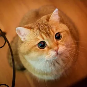 Os presentamos a Hosico, el Gato con Botas de carne y hueso