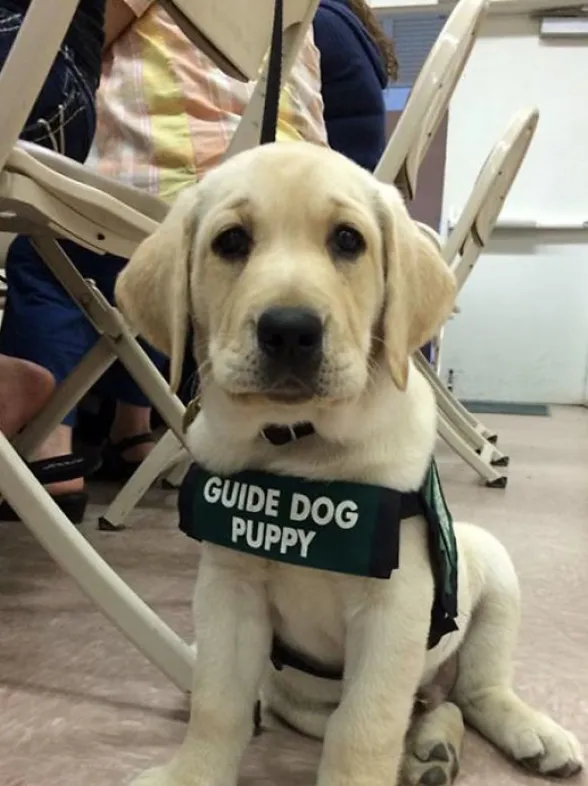 25 cachorros que se estrenan en su primer día de trabajo