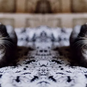 Introducing Pawsecco! The Fine Wine For Your Favourite Four-Legged Friend. Yes, Really.