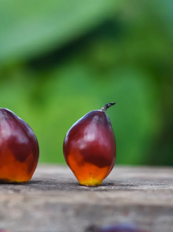 Esto es lo que provoca en tu organismo el consumo de aceite de palma