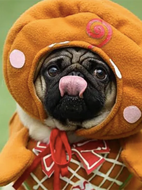 There's A Festival Dedicated To Pugs & Every Dog Lover Needs To Know About It