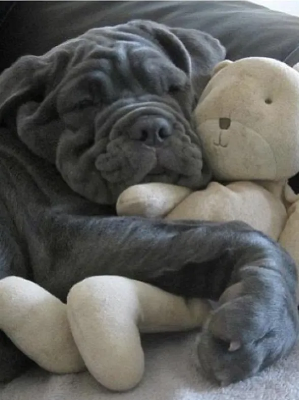 38 mascotas que duermen como bebés con su peluche favorito