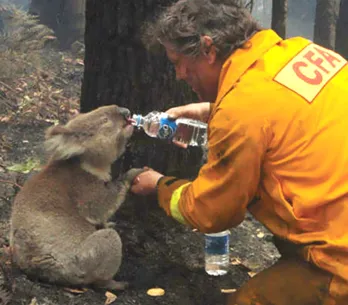 Homem ajuda coalas que estão morrendo de sede
