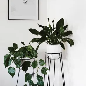 Powered By Plants! 28 Interior Design Ideas For Every Indoor Plant Lover