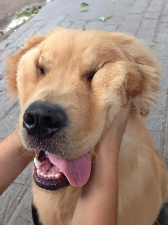 10 perritos mofletudos a los que a ti también te gustaría achuchar
