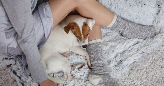 Dating fur hundefreunde