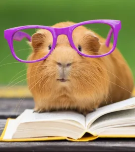 Tente acertar o nome dos animais fofinhos da nossa lista