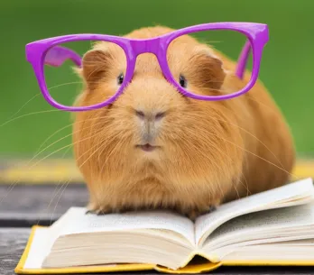 Tente acertar o nome dos animais fofinhos da nossa lista