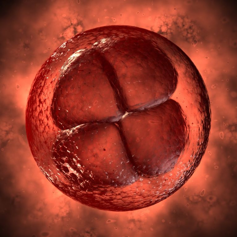 Seguimiento De Mi Embarazo Semana A Semana
