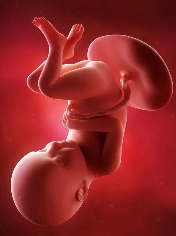 32a semana: octavo mes de embarazo
