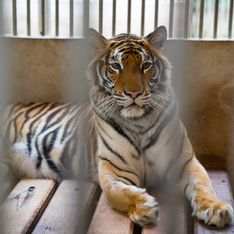La colère après la mort d'un tigre, abattu par le personnel d'un cirque à Paris