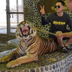 Cette vidéo d’un “tigre à selfies” en Thaïlande est insupportable !