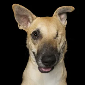 Perfectamente imperfectos: estos perros te robarán el corazón
