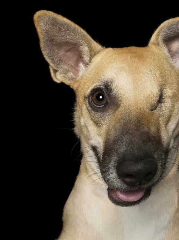 Perfectamente imperfectos: estos perros te robarán el corazón