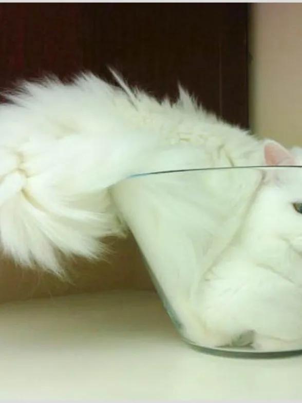 Los gatitos contorsionistas más monos del mundo