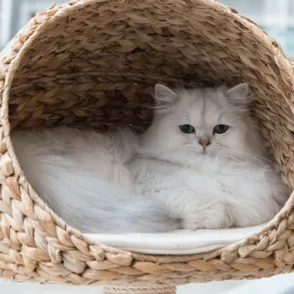 ¡No es mala fama! Las razones científicas de por qué los gatitos son antisociales