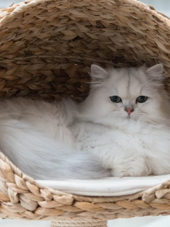¡No es mala fama! Las razones científicas de por qué los gatitos son antisociales