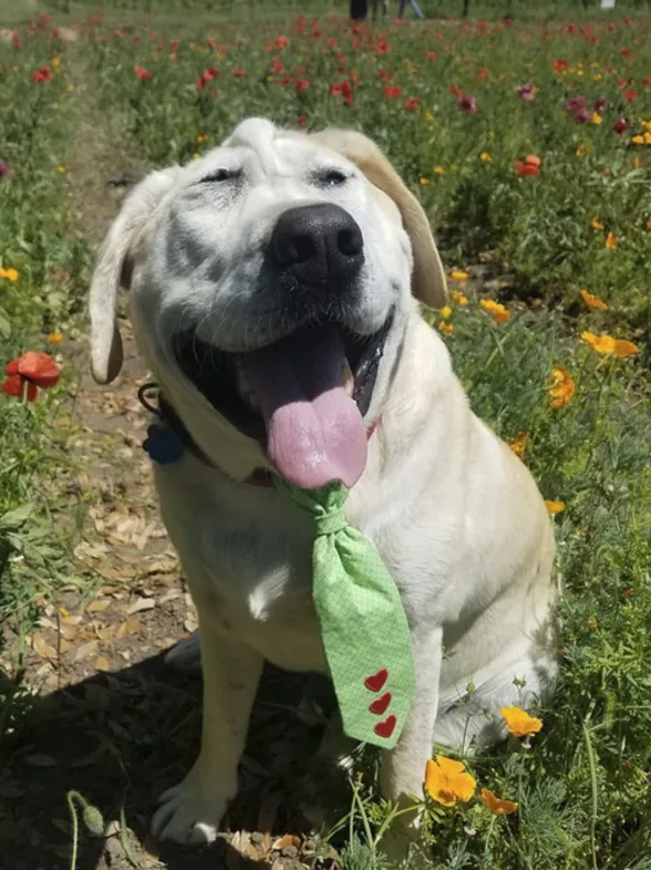 Beaux, el perro "feo" que por fin es feliz