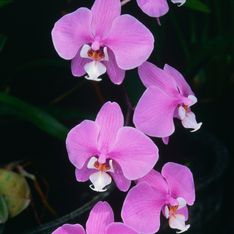 Neues Jahr, neue Trendfarbe: 2014 gibt Radiant Orchid den Ton an