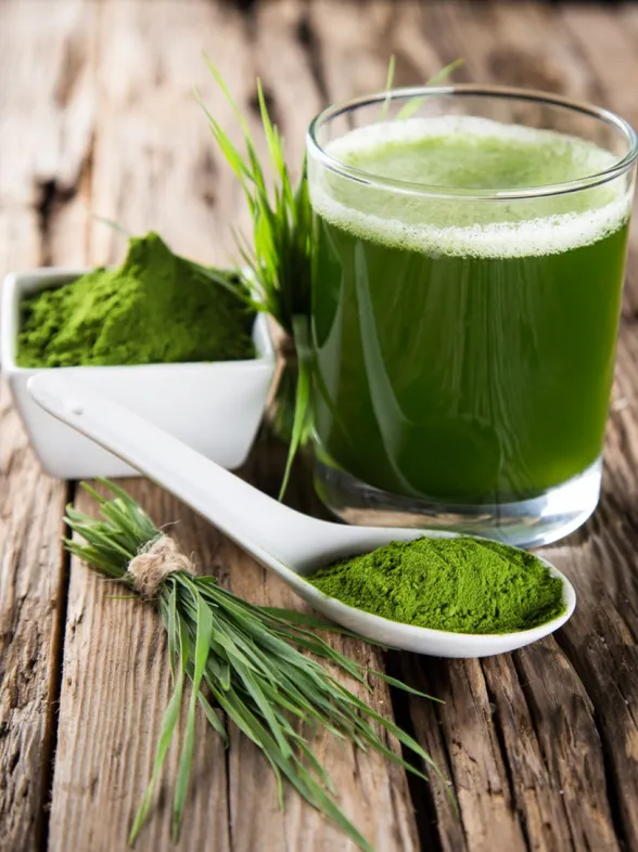 Chlorella: Darum schwören jetzt alle auf die grüne Superalge