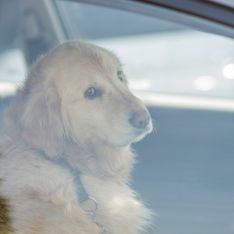 Elle s’enferme dans une voiture pour montrer les effets désastreux que cela peut avoir sur les chiens l’été