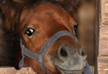 Ignoble ! Un carrousel de poneys vivants fait polémique et on comprend pourquoi (vidéo)
