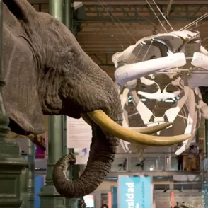 Planes con niños: visita al Museo de Ciencias Naturales de Madrid