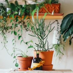 Pflanzen-Styling: Mit diesen 6 Tricks wird dein Zuhause Instagram-tauglich