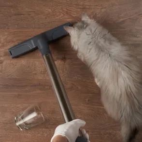 Las mejores aspiradoras y accesorios para el pelo de tus mascotas