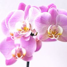 Pflanzen-Hacks: So bringst du deine Orchidee wieder zum Blühen