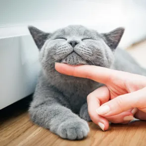 ¿Tienes gatos en casa? Estos son los accesorios que no te puedes perder